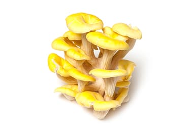 Yellow oyster, 250 g