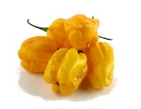 Hot pepper HABANERO, yellow, kg