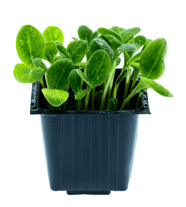 Borage cress, in a pot, 100 g