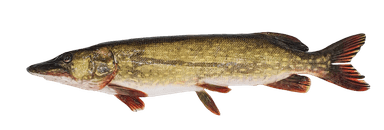 European Pike, 1-2,5kg, kg