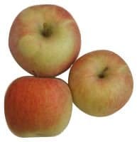 Apples CHAMPION, 75 +, category II, kg