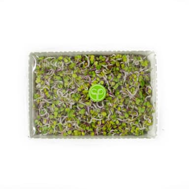 Pink radish sprouts, 120 g