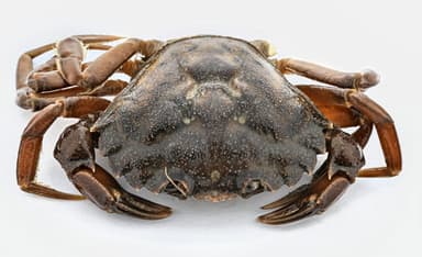 Frozen edible crab, cooked, 400-800g
