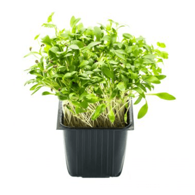 Coriander, in a pot, 100 g
