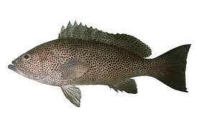 Grouper, kg
