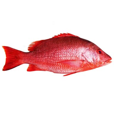 Paprastojo rifešerio porcijos, su oda, 170-230 g, 20% glazūros, 5kg