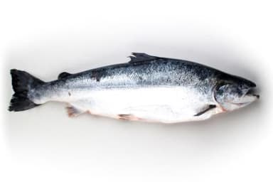 Salmon, head on, gutted, fresh, 4-5 kg