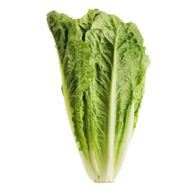 ROMAINE Lettuce