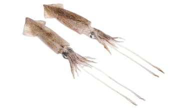 Patagonian squid, 9-12 cm, glaze 10%, 1 kg