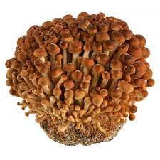 Golden enoki mushrooms, 200 g