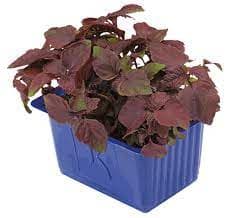 Shiso purple, pcs.