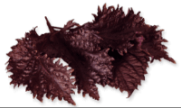 Shiso leaf, purple, 15 pcs.