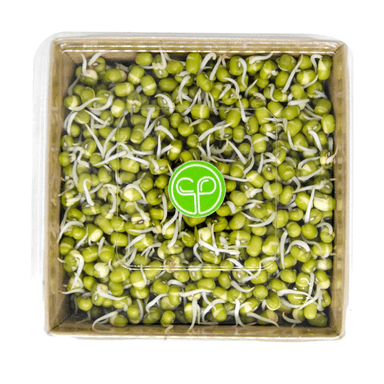 Daigintos spindulinės pupuolės