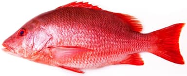 Red snapper, kg