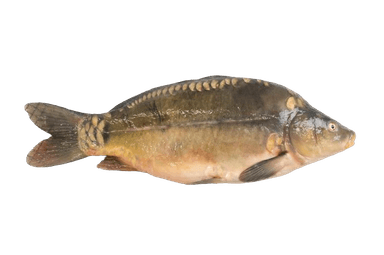 Carp, gutted, fresh, head on  1,2-1,5 kg