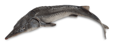 Siberian sturgeon, gutted, head on, 1,5 - 3 kg