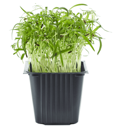 Pankoliai, indelyje, 100 g, MIKROŽALUMYNAI