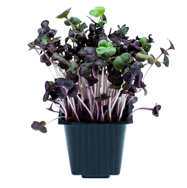Red radish sprouts, in a pot, 100 g