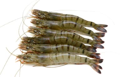 Frozen black tiger prawns, uncooked, with head ,16-20,25%,1kg