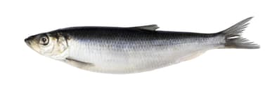 Herring, ~20 kg