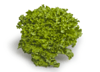 Salotos GENTILE, I klasė, kg