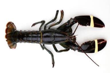 American lobster ADRI & ZOON, 400-500 g