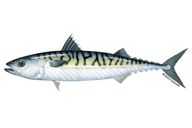 Mackerel, 300-400 g, not gutted, with head, ~10kg