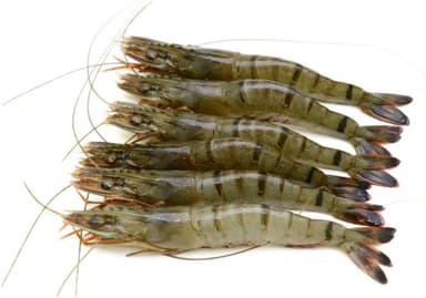 Šaldytos didžiosios tigrinės krevetės, nevirtos su galva, su kiautu, su uodega 4/6, 20% glazūros, 1k