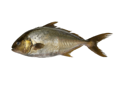 Lemon sorrel,  2-3 kg