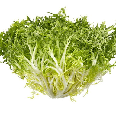 Salad FRISEE, kg