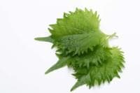Shiso leaf, green, 15 pcs.