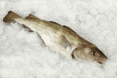 Atlantic cod, gutted, with head, 400-500g