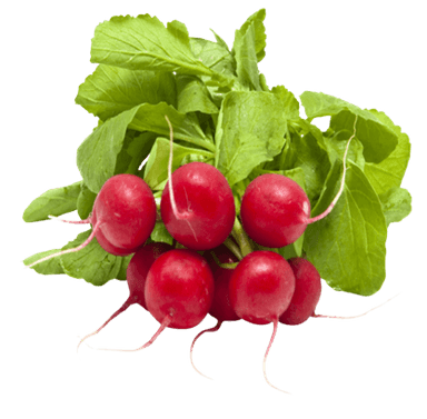 Bundle of fresh radishes, grade II.