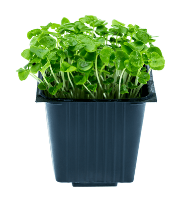 Basil, in a pot, 100 g