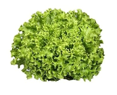 Curly salad, pcs