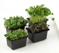 Herbal mix, SAKURA MIX, pcs.