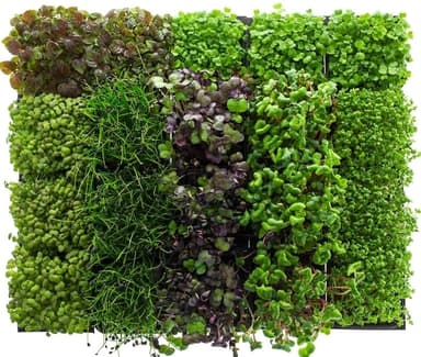 Mix of microgreens for meat dishes, 20 vnt