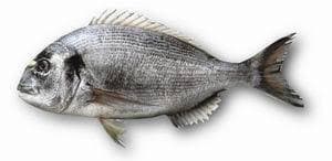 Seabream G&G