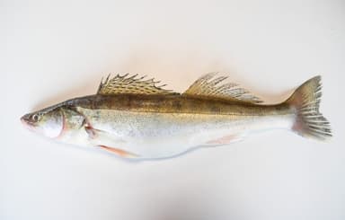 Pikeperch whole 1-2 kg