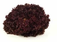 Salotos LOLLO ROSSA, kg