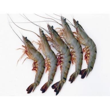 Black tiger prawns, head on, shell on, raw, 21/30, 20% glaze,