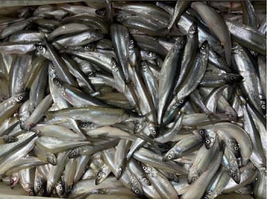 Fresh European smelt