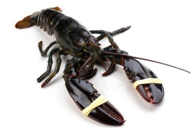 American lobster ADRI & ZOON, 650-750 g