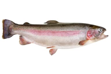 Small rainbow trout, with heads, kg