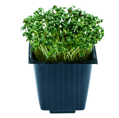 Peppergrass, in a pot, 100 g