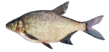 Coommon bream, chilled, 1kg+