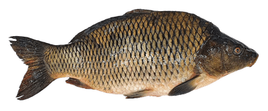 Carp, gutted, fresh, head on, 1,2-2,5 kg, kg