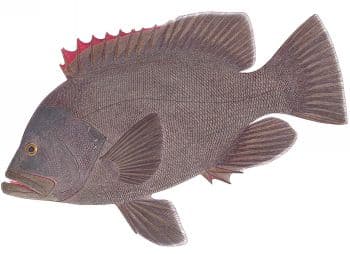Red grouper, kg