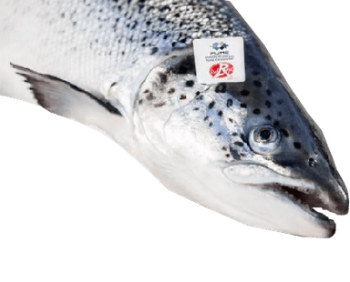 Scottish salmon, gutted (red label), 4-5 kg