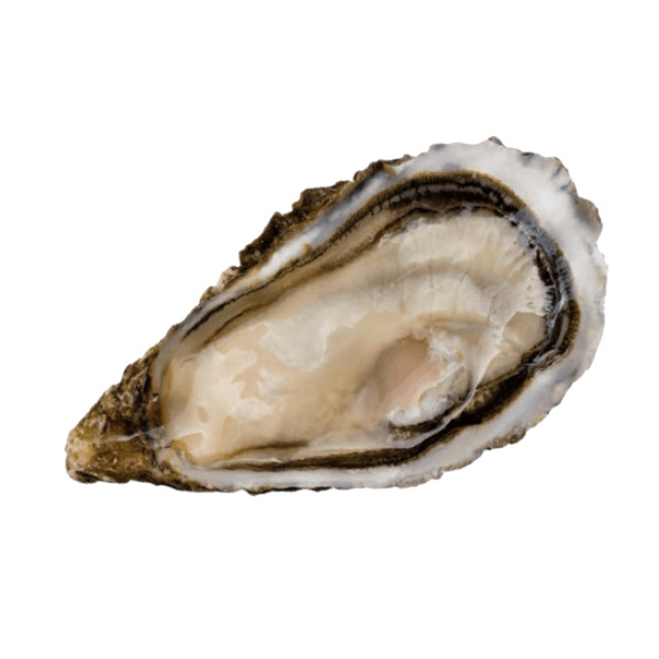 Oyster SPECIAL DANIEL SORLUT nr.2